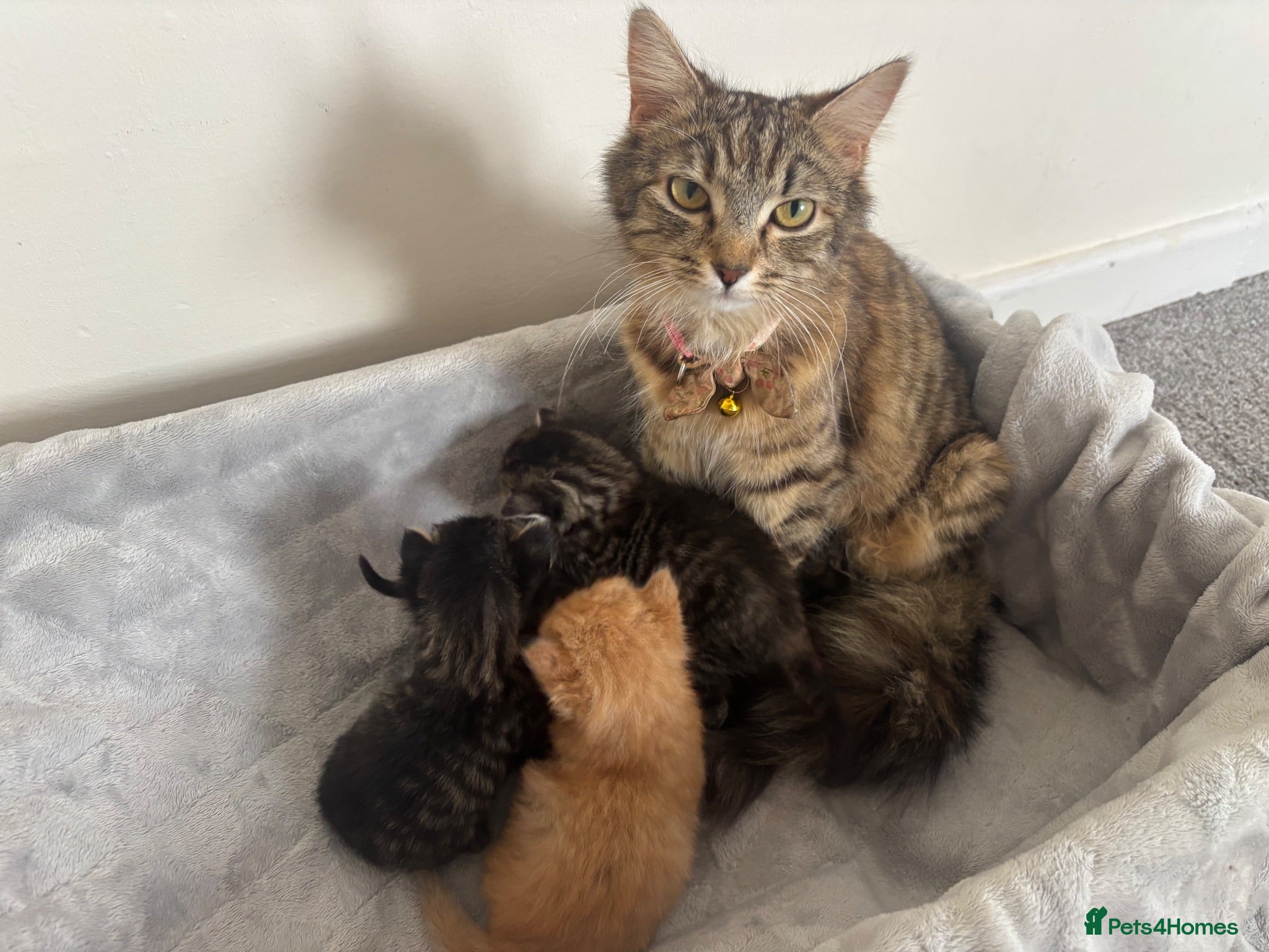 Mixed Breed cats Gorgeous fluffy ginger kitten 15 weeks old - Advert 4