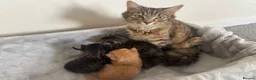 Mixed Breed cats for sale: Gorgeous fluffy ginger kitten 15 weeks old - Advert 1
