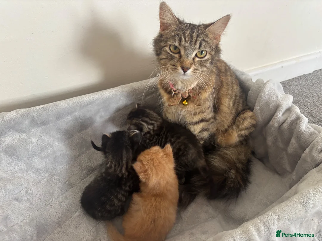 Mixed Breed cats for sale: Gorgeous fluffy ginger kitten 15 weeks old - Advert 1