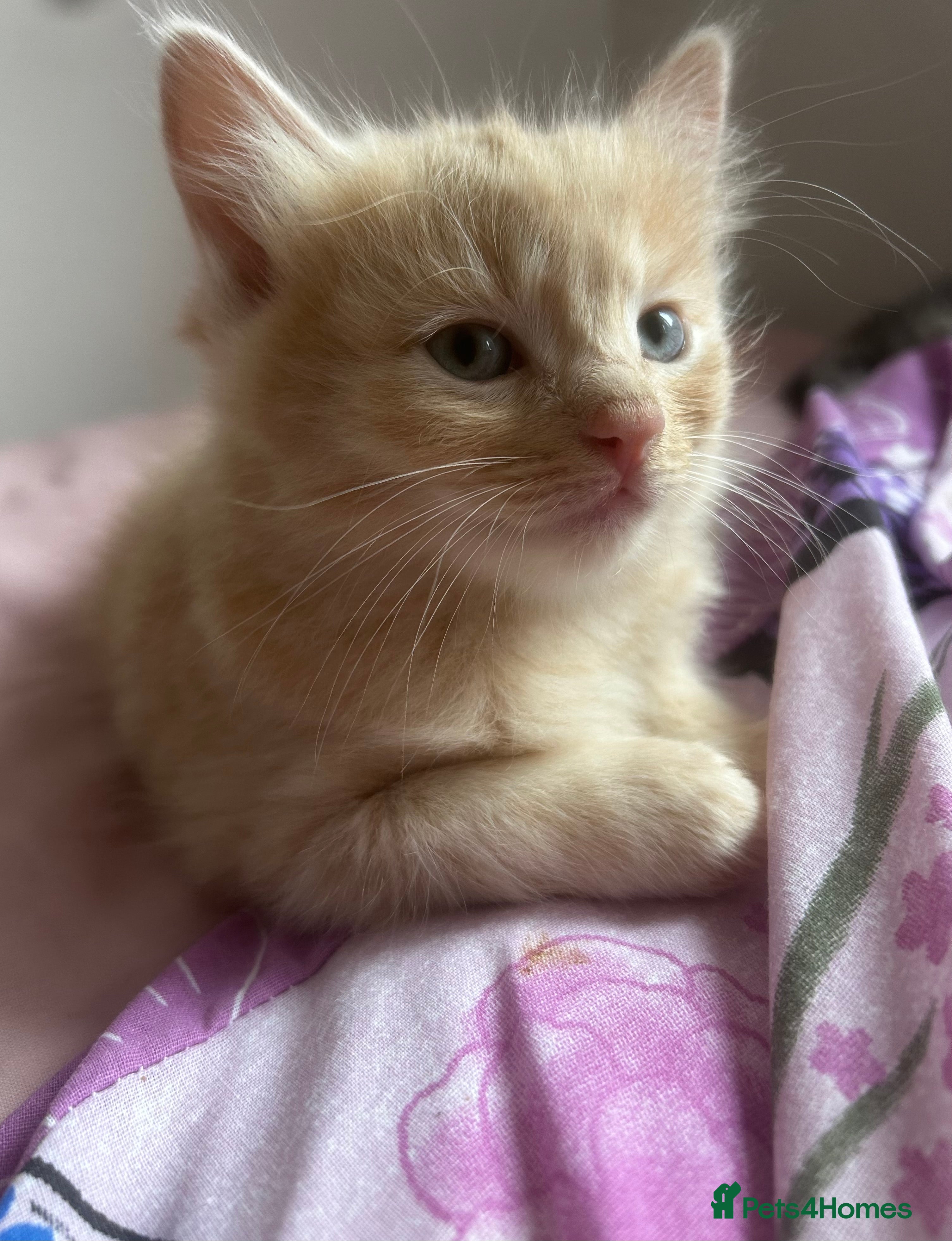 Mixed Breed cats Ragdoll mix  - Advert 2