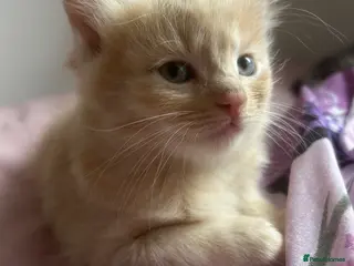 Mixed Breed cats Ragdoll mix - Advert 2