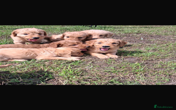Mini Goldendoodle dogs for sale: F1 Goldendoodle puppies  - Image 23