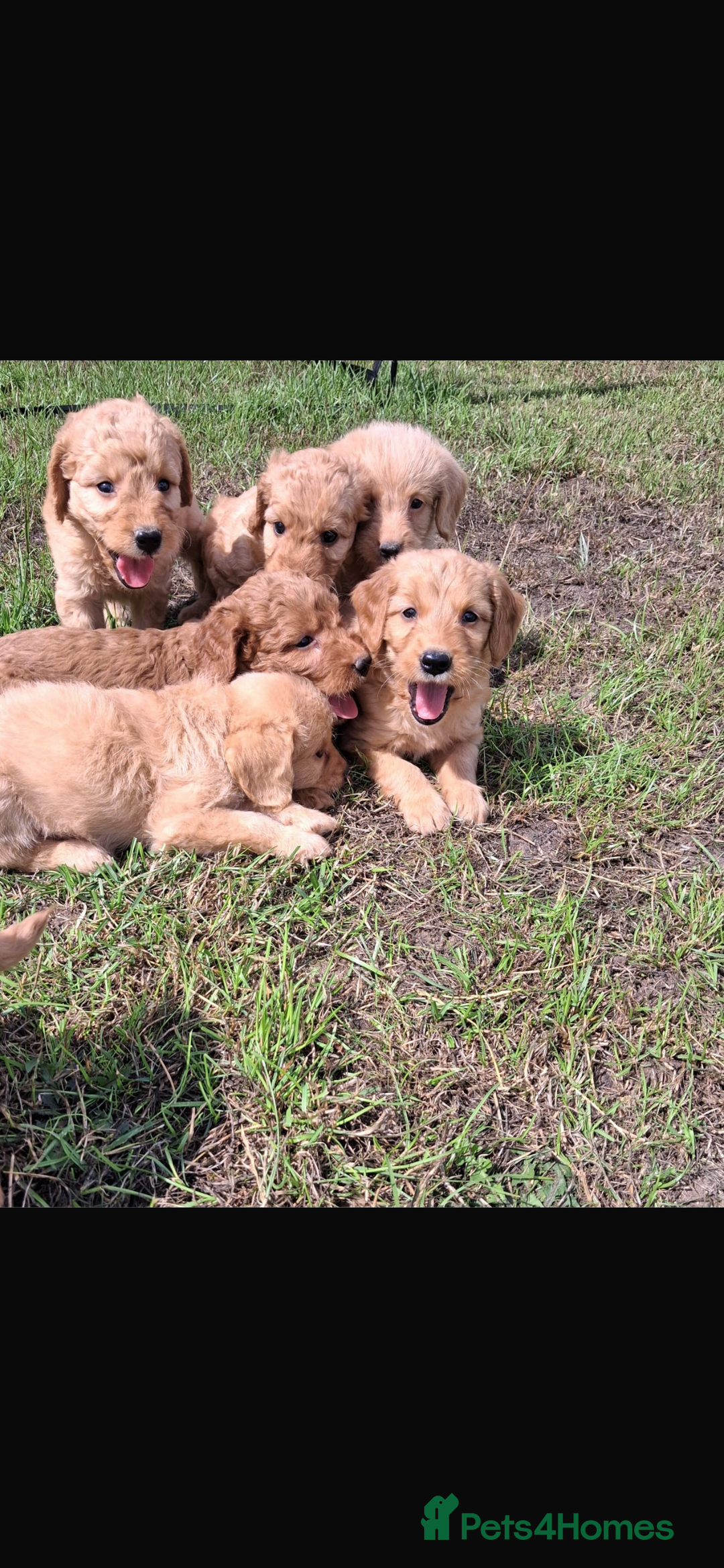 Mini Goldendoodle dogs for sale: F1 Goldendoodle puppies  - Image 23