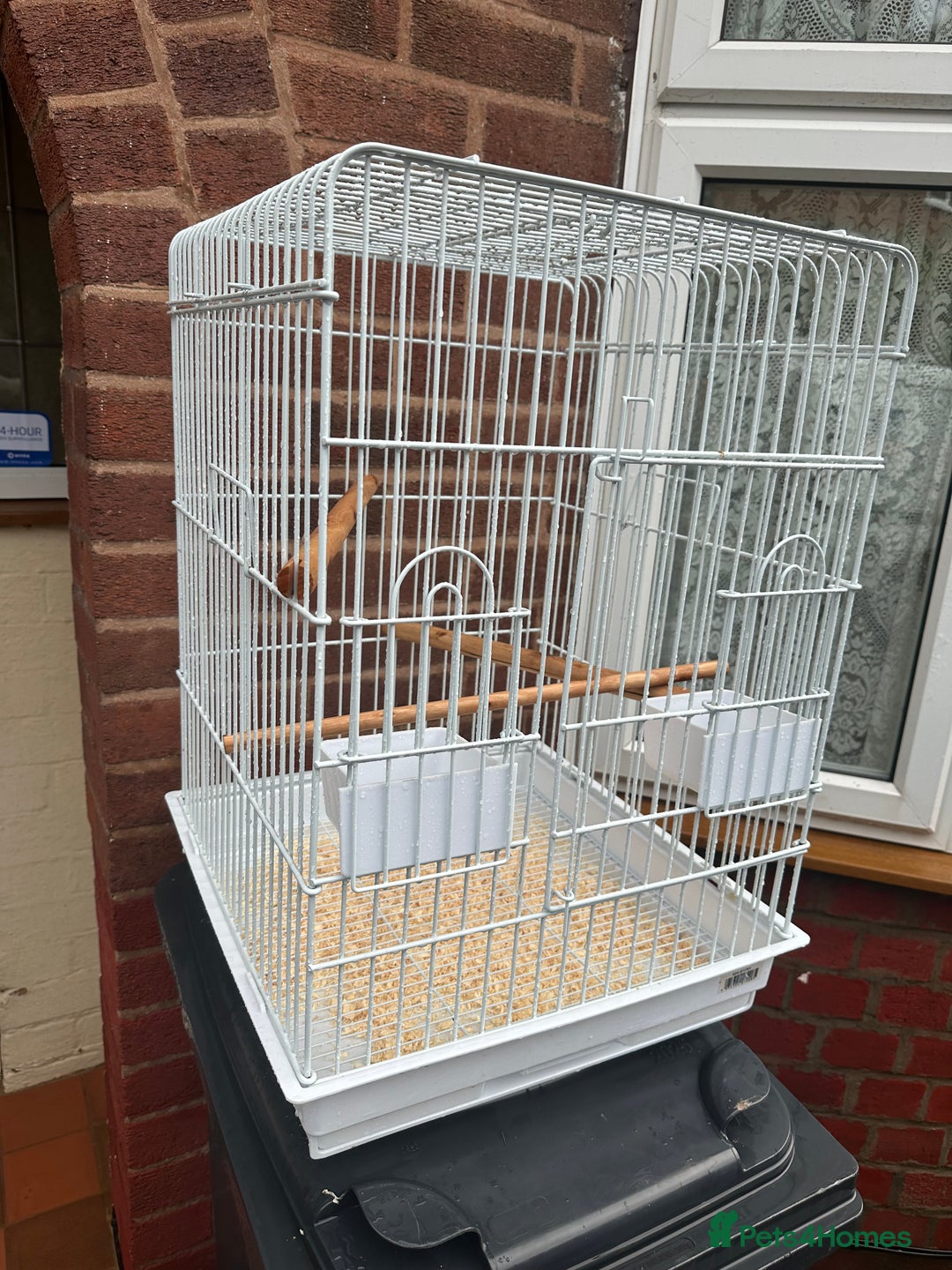 Lorikeets birds for sale: Rainbow Lorikeet - Advert 7