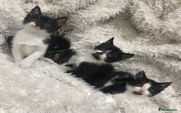 Mixed Breed cats for sale: Lovely kittens 8 weeks old  - Image 16