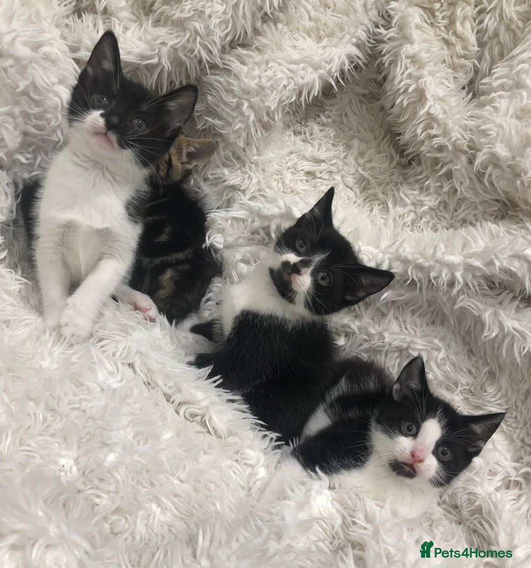 Mixed Breed cats for sale: Lovely kittens 8 weeks old  - Image 16