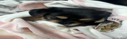 Mixed Breed dogs for sale: One Beautiful Girl Still Available!! - Advert 7