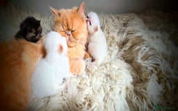 Persian cats for sale: Beautiful and Rare Purebred Persian Kittens - Image 32
