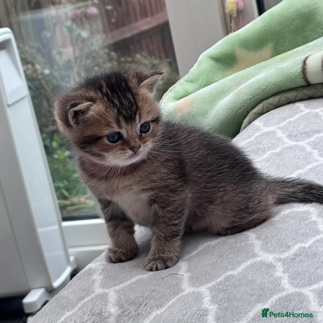 British Shorthair cats for sale: Kittens  in Crawley - Advert 2
