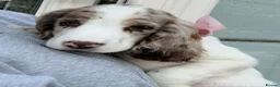 Cocker Spaniel dogs for sale: Merle cocker spaniel girl 11 weeks old  - Advert 2