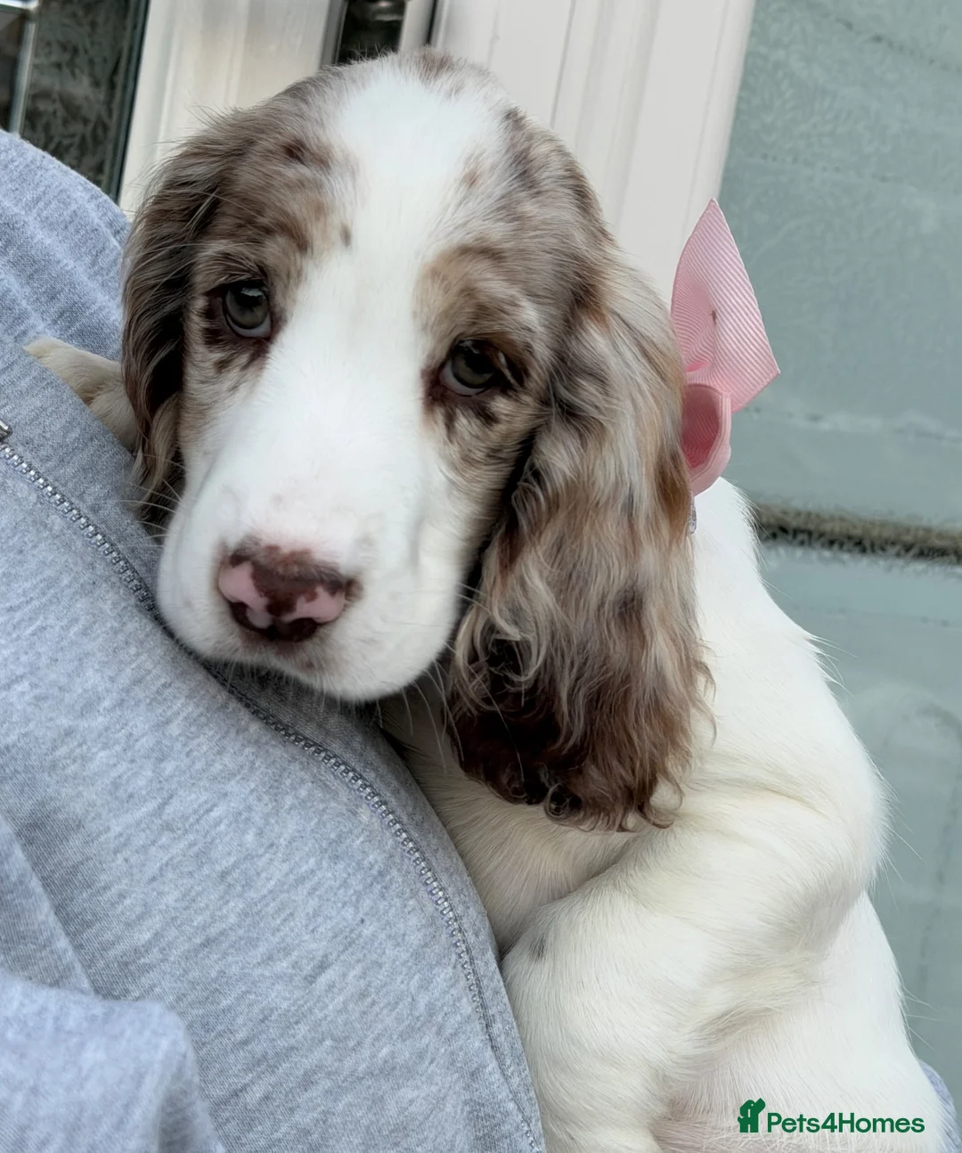 Cocker Spaniel dogs for sale: Merle cocker spaniel girl 11 weeks old  - Advert 2