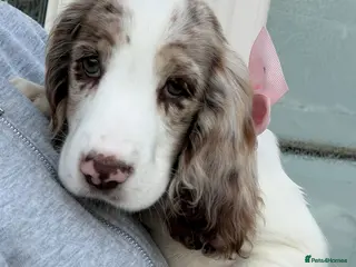 Cocker Spaniel dogs Stunning cocker spaniel girl left 11 weeks old - Advert 7