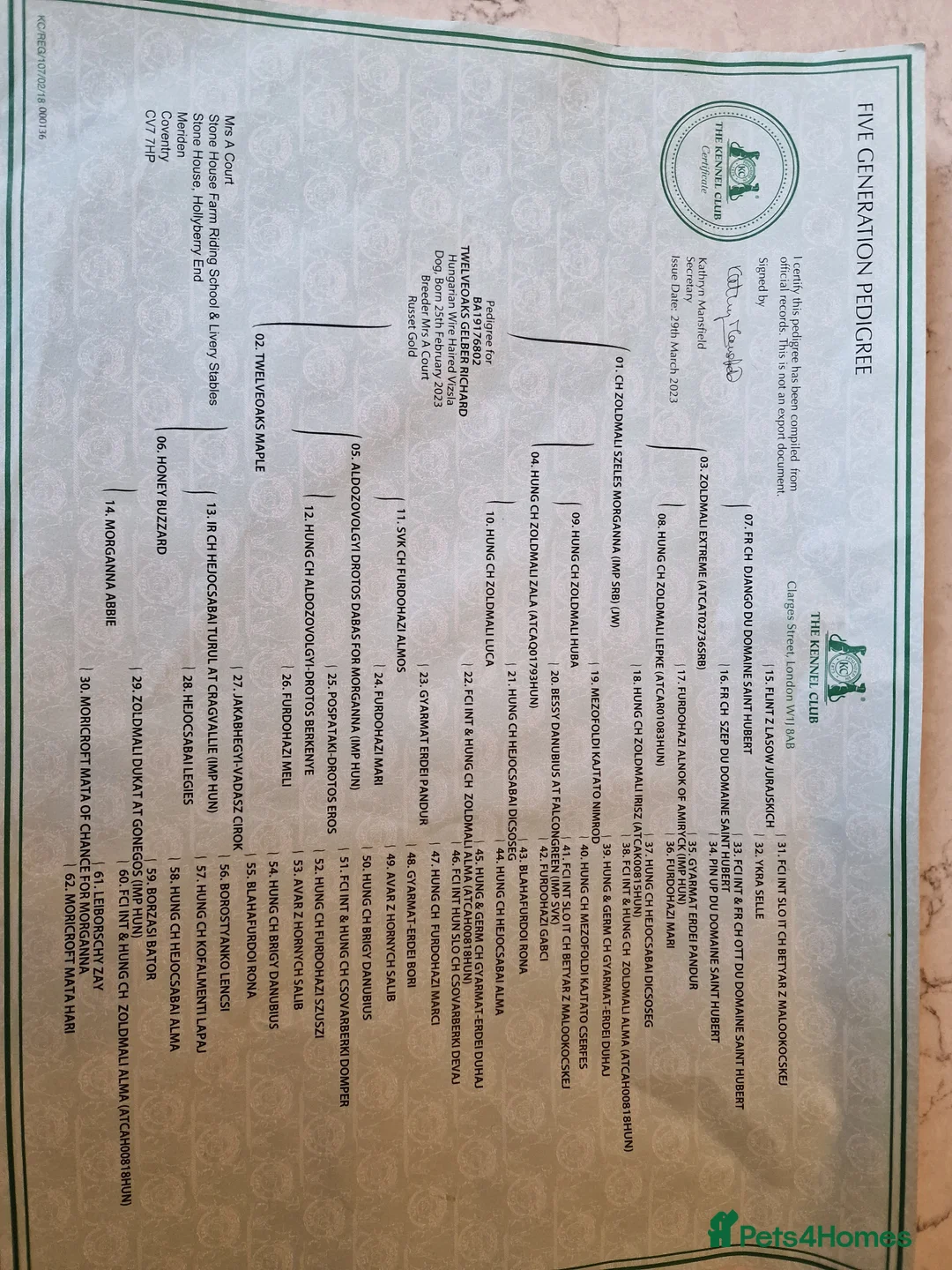 Hungarian Vizsla dogs for stud: Big Norman - Advert 2