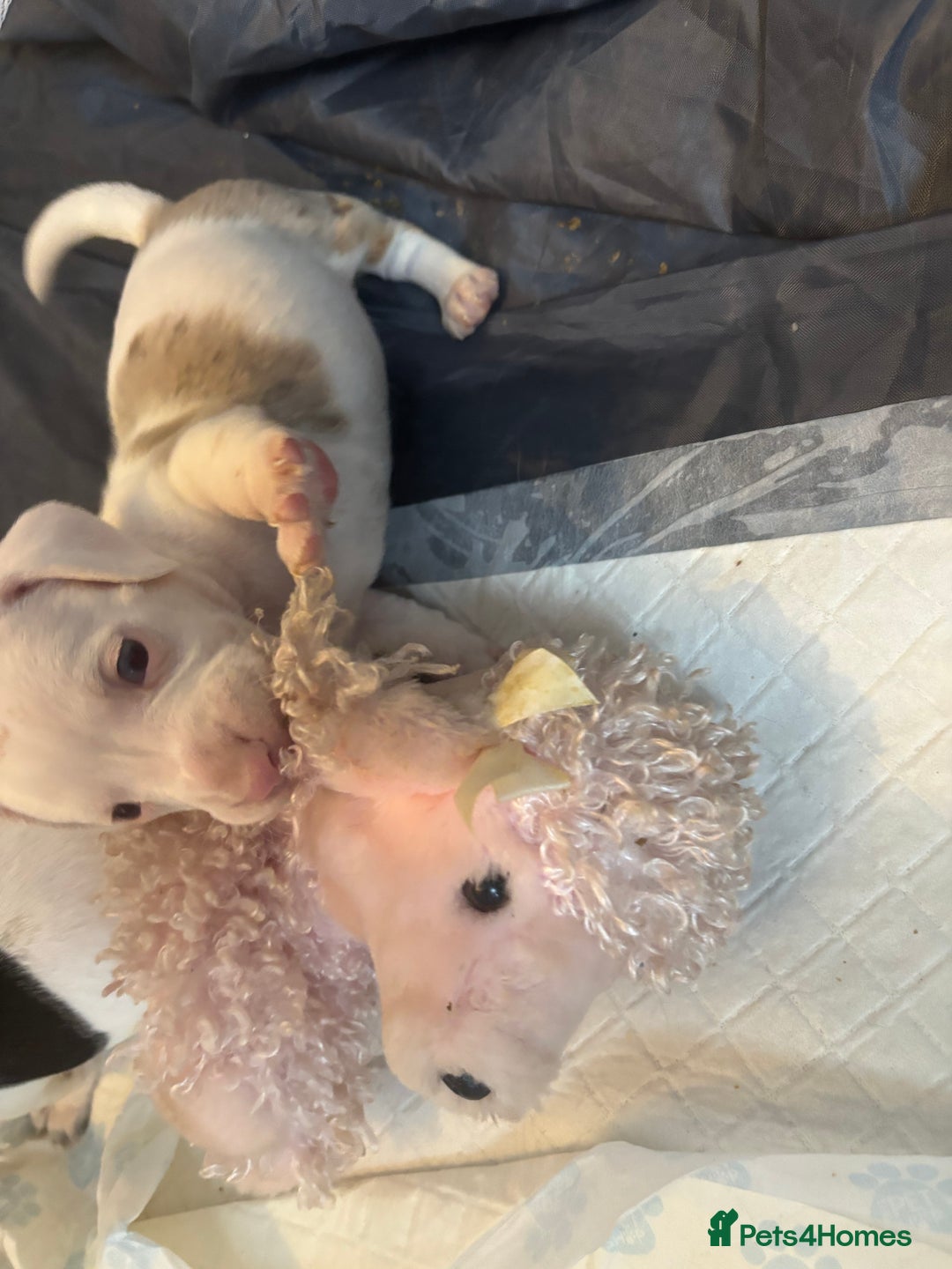 Dachshund dogs for sale: Pink and white albino chocolate dapple dachshund  - Advert 15