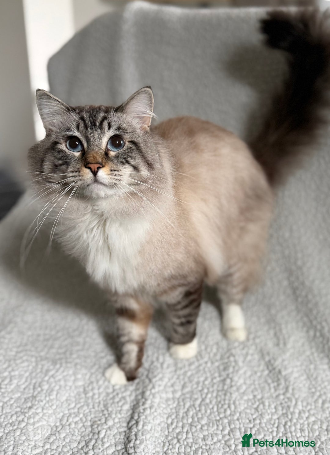 Ragdoll cats for sale: Stunning, Gentle Boy Looking For His New Home - Advert 4