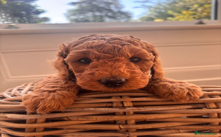 Cockapoo dogs - Advert 2