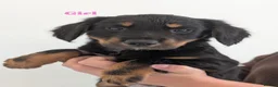 Mixed Breed dogs for sale: Border collie x cocker spaniel  in Mansfield - Advert 7