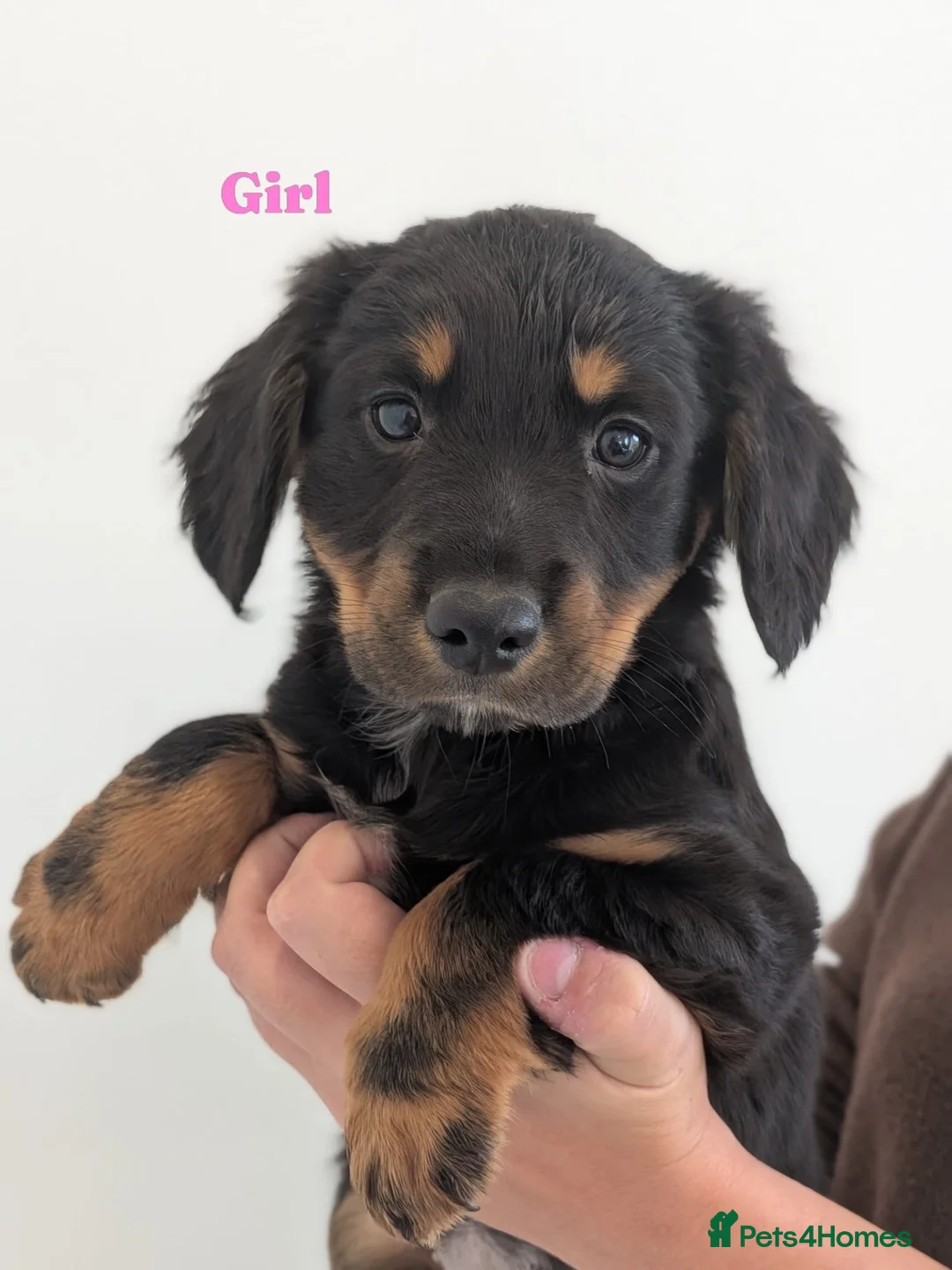 Mixed Breed dogs for sale: Border collie x cocker spaniel  in Mansfield - Advert 7