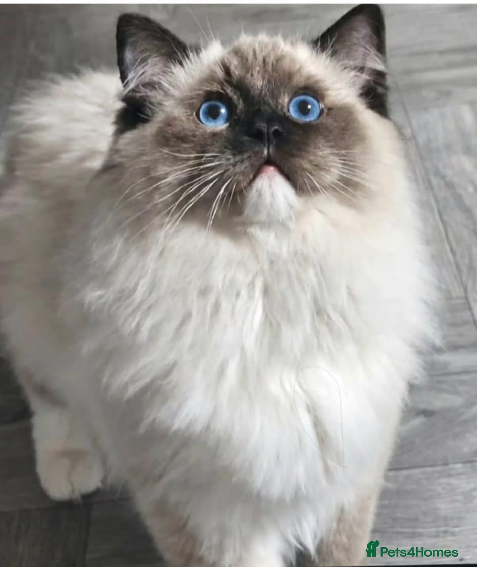 Ragdoll cats 4 champion line pedigree ragdolls  - Advert 15