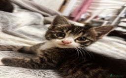 Norwegian Forest Cat cats for sale: Beautiful fluffy kittens - Image 31