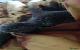 Mixed Breed cats for sale: Sphynx mix kitten, playful & vet-checked  - Image 2