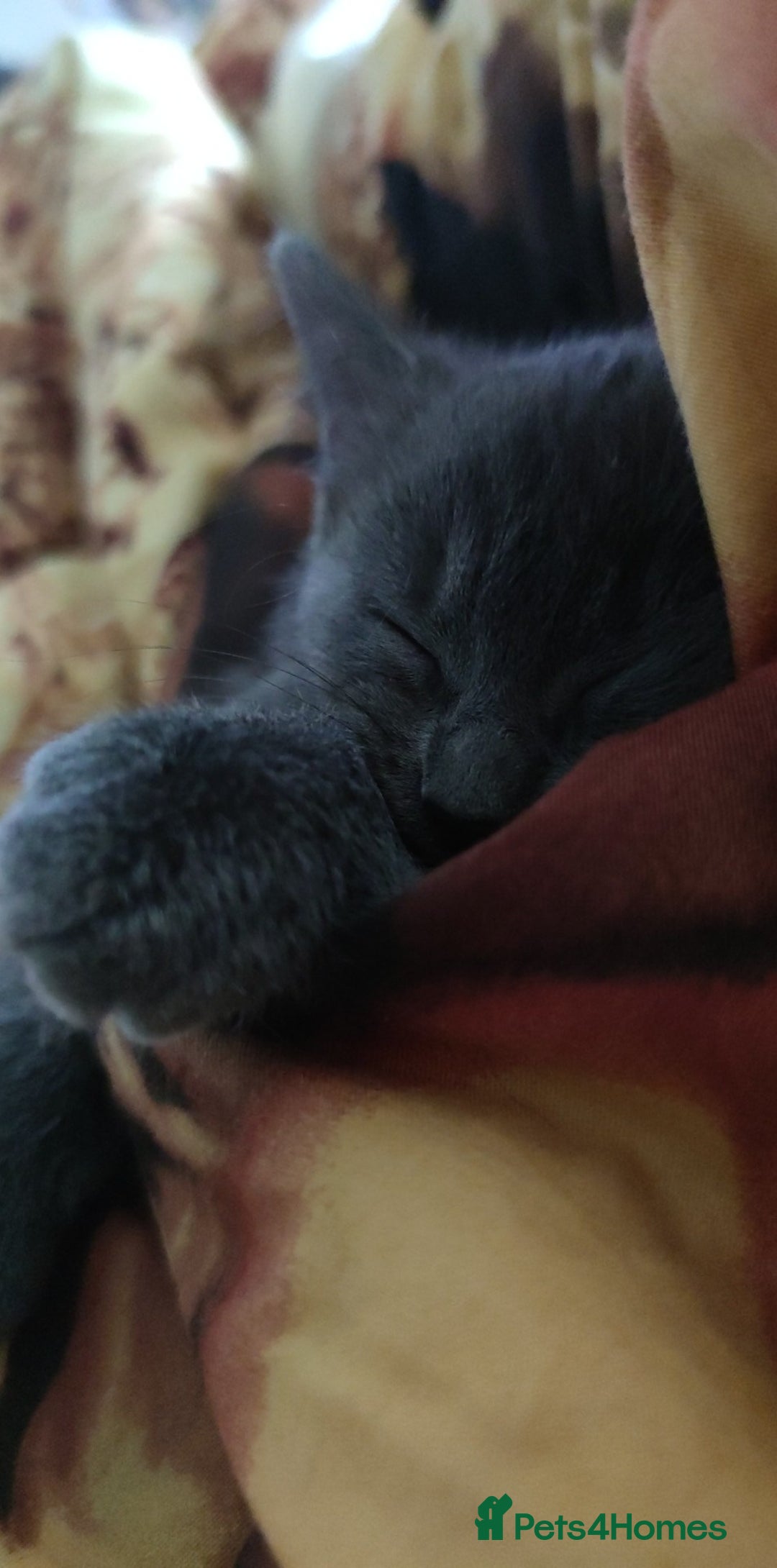 Mixed Breed cats for sale: Sphynx mix kitten, playful & vet-checked  - Image 2
