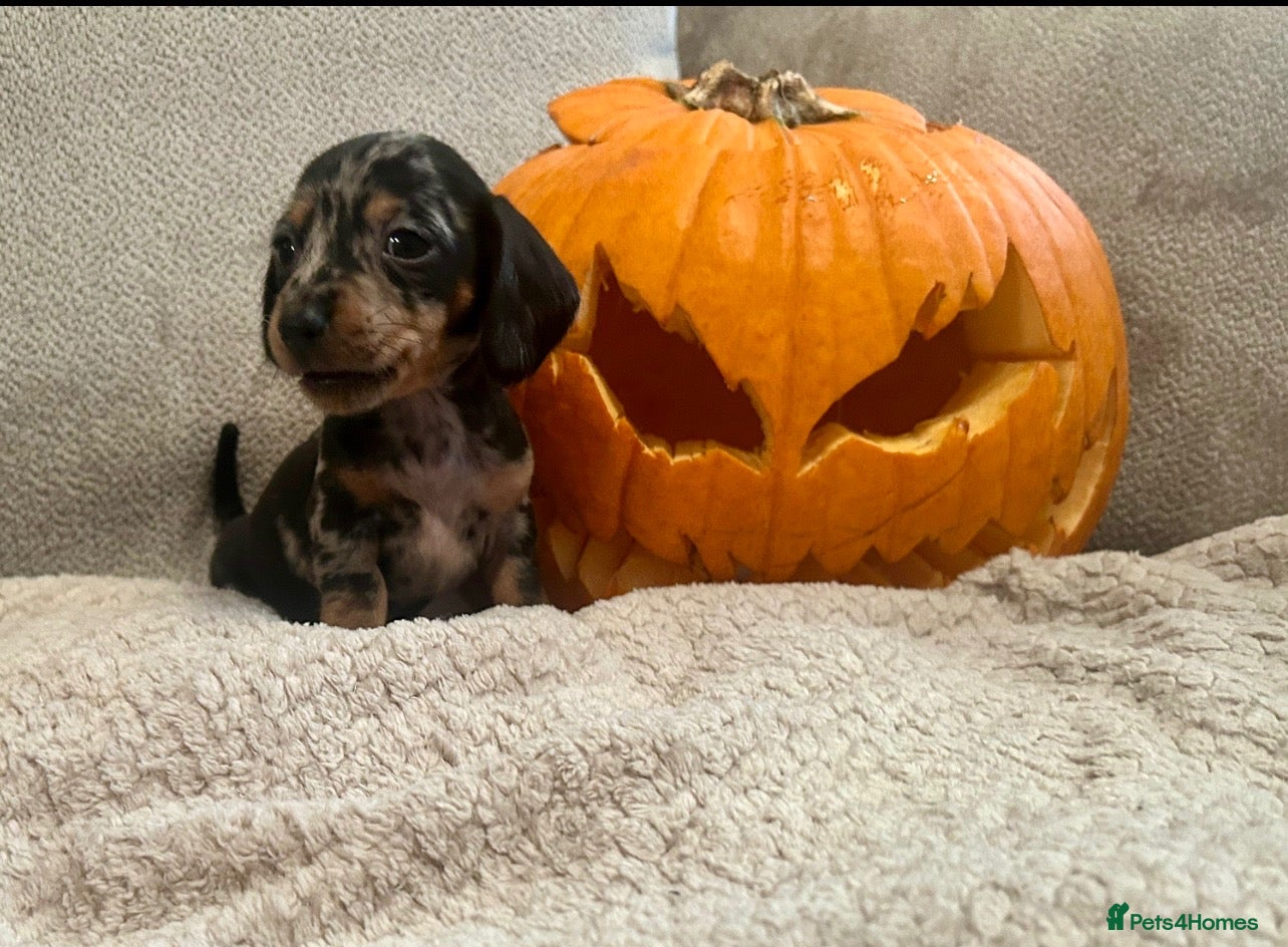 Miniature Dachshund dogs Beautiful dapple & Black and Tan PRA clear boys  - Advert 1