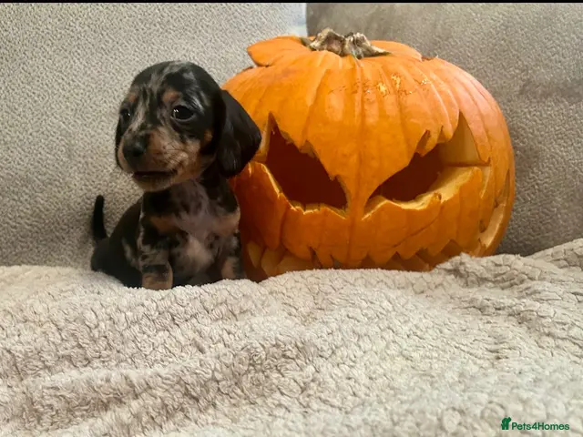 Miniature Dachshund dogs for sale: Beautiful dapple & Black and Tan PRA clear boys - Advert 15