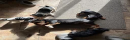 Jack Russell dogs for sale: 🐶 PURE JACK RUSSELL PUPPIES FOR SALE - Advert 6