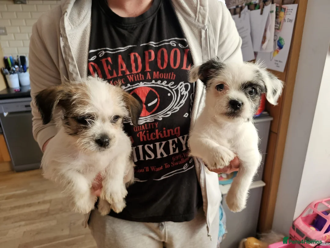 Mixed Breed dogs for sale: Shin tzu cross puppies - Advert 22