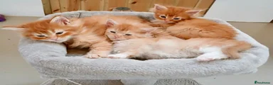 Maine Coon Kitten 5