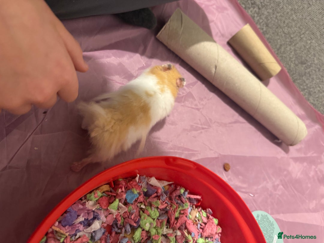 Hamster rodents for sale: 🐹❤️Super tame baby Syrian hamsters❤️🐹  - Advert 3