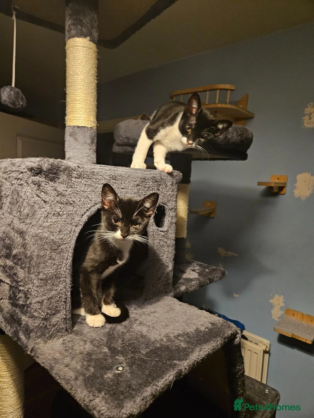 British Shorthair cats for sale: 3 kittens  in Basingstoke - Advert 2