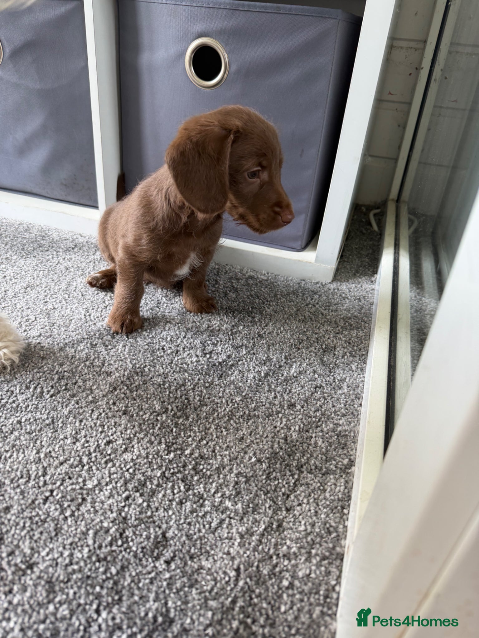Mixed Breed dogs Male doxipoo  - Advert 17