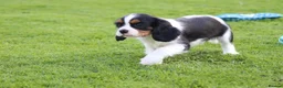 Cavalier King Charles Spaniel dogs for sale: Beautiful Cavalier King Charles Spaniel puppies - Advert 31