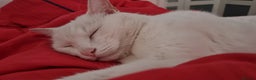 Mixed Breed cats for sale: 4year old white male cat - Advert 2
