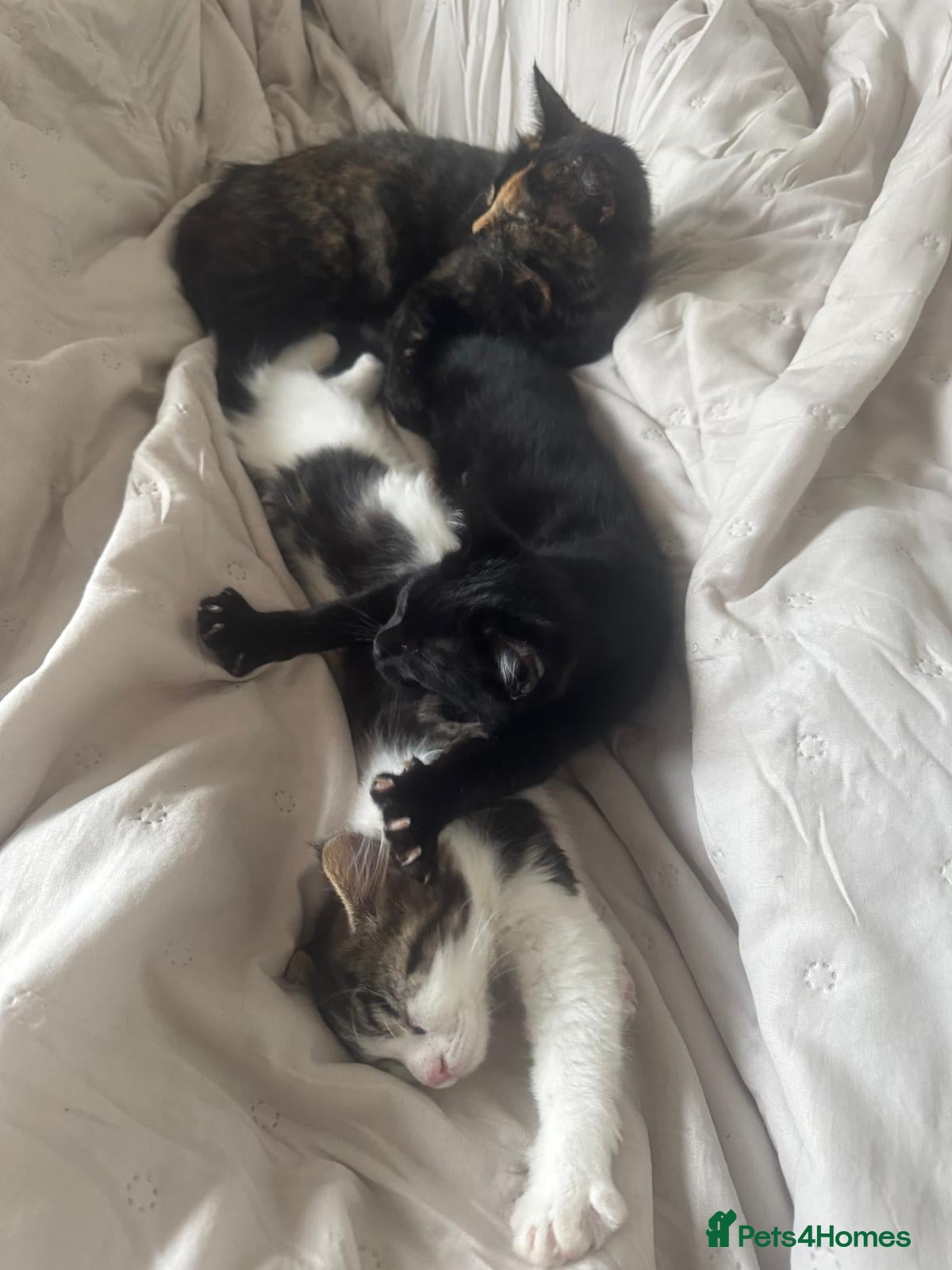 Asian cats Gorgeous Asia. Kitten looking to remove.  - Advert 1