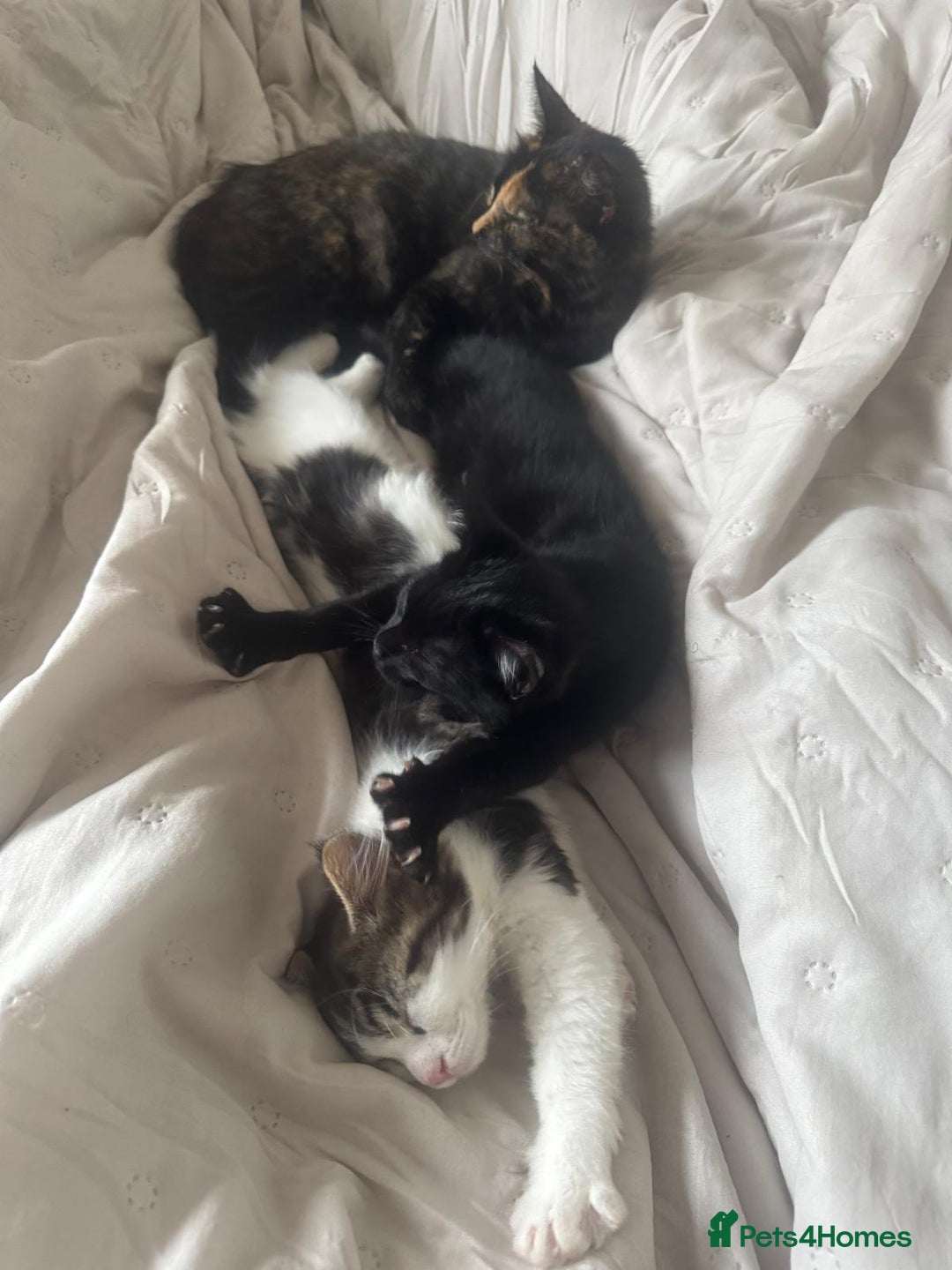 Asian cats for sale: Gorgeous Asia. Kitten looking to remove.  - Advert 1