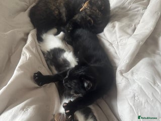 Asian cats Gorgeous Asia. Kitten looking to remove. - Advert 2