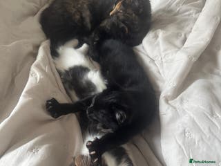 Asian cats Gorgeous Asia. Kitten looking to remove. - Advert 2