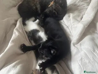 Asian cats Gorgeous Asia. Kitten looking to remove. - Advert 2