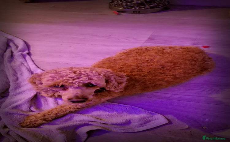 Chipoo dogs Beautiful chipoo puppys  - Advert 1