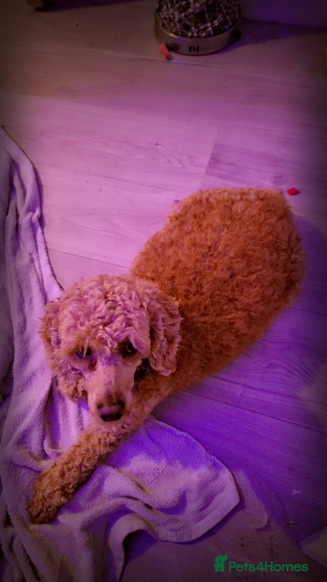 Chipoo dogs for sale: Beautiful chipoo puppys  - Advert 1