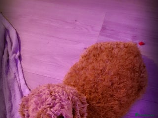 Chipoo dogs for sale: Beautiful chipoo puppys - Advert 1