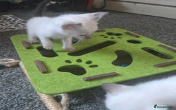 Siamese cats for sale: Beautiful 2 Havana browns and 2 C/ point siamese  - Image 19