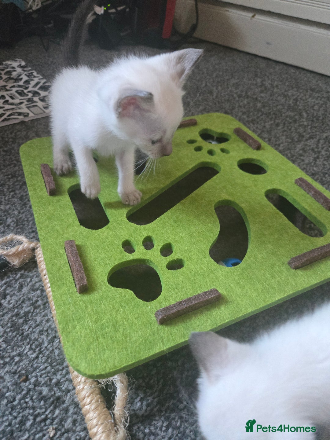 Siamese cats for sale: Beautiful 2 Havana browns and 2 C/ point siamese  - Image 19