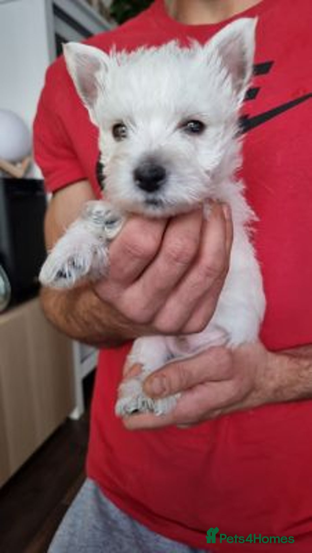West Highland Terrier dogs for sale: TOP QUALITY WESTIE PUPPIES - Image 8