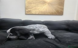 Dachshund dogs for sale: Stunning Dachshund Puppies  - Image 8