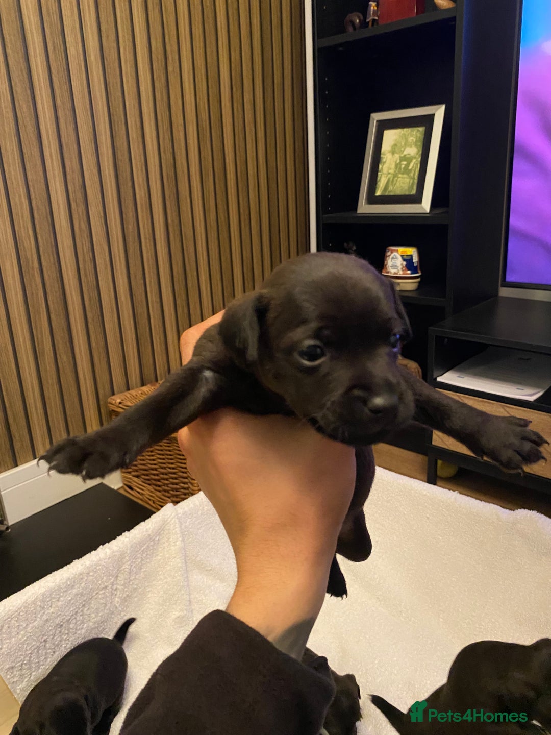 Patterdale Terrier dogs for sale: Patterdale terrier puppies  - Image 9
