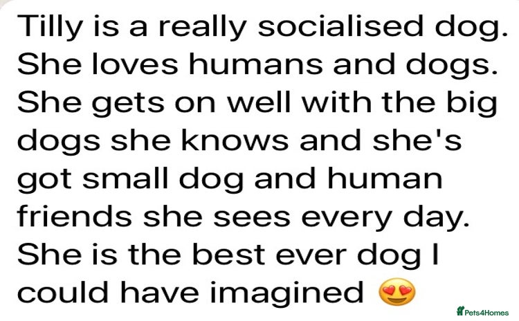 Cavapoo dogs - Advert 1
